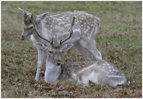 Deer